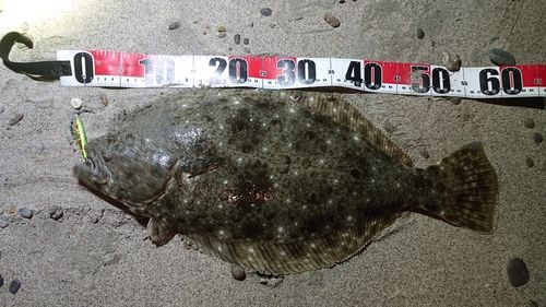 ヒラメの釣果