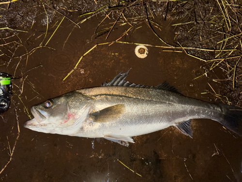 マルスズキの釣果