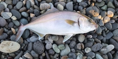 ショゴの釣果