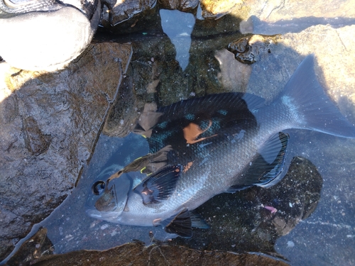 オナガグレの釣果