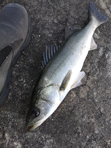 セイゴ（マルスズキ）の釣果