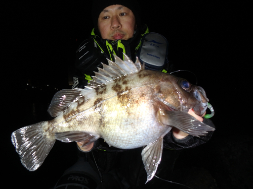 メバルの釣果