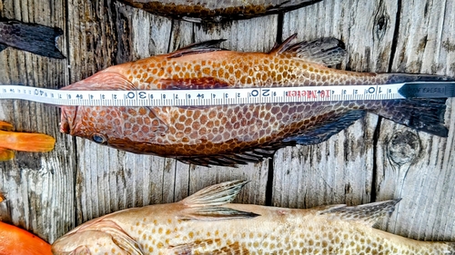 オオモンハタの釣果