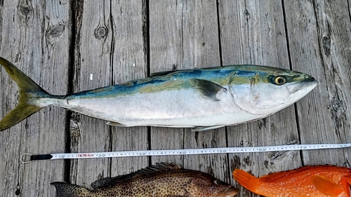 ワラサの釣果