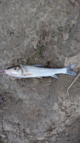 ニゴイの釣果