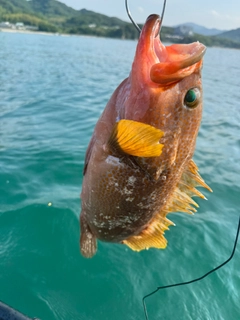 アコウの釣果