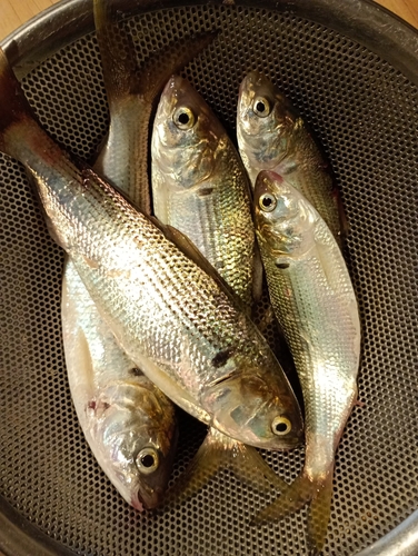 コノシロの釣果