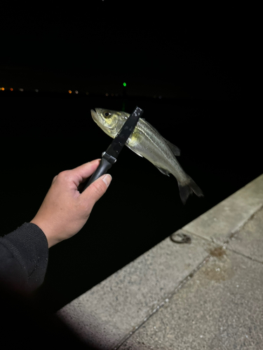 セイゴ（マルスズキ）の釣果