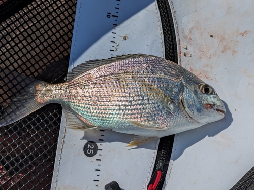 ヘダイの釣果