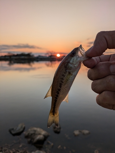 ラージマウスバスの釣果