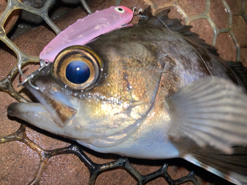 メバルの釣果