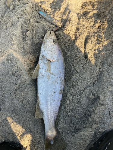 ニベの釣果