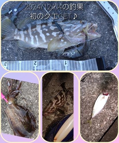 クエの釣果