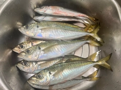 アジの釣果