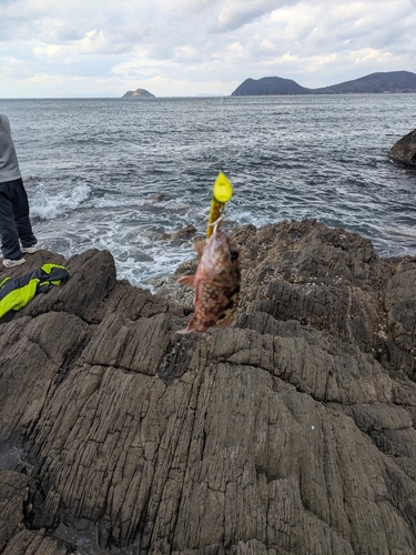 アラカブの釣果