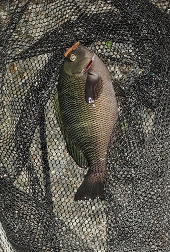 メジナの釣果