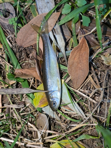 カワムツの釣果