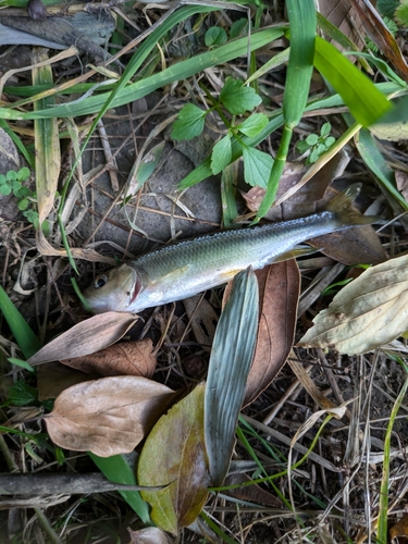 カワムツの釣果