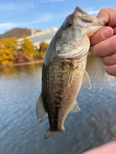 ラージマウスバスの釣果