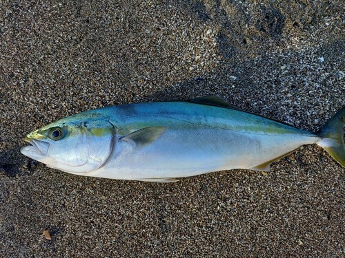 イナダの釣果