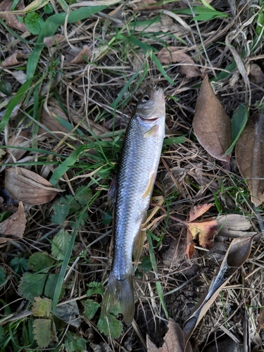 カワムツの釣果