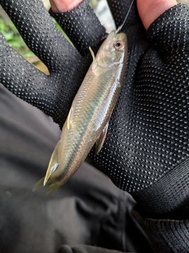 カワムツの釣果