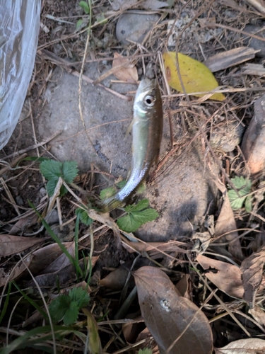 カワムツの釣果