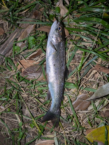 ニジマスの釣果