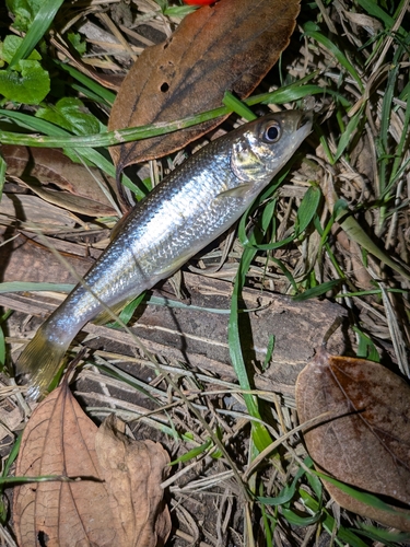 カワムツの釣果