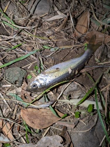 カワムツの釣果