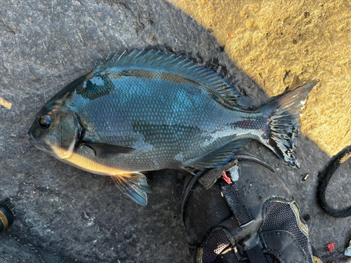 オナガグレの釣果