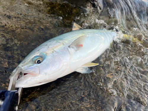 イナダの釣果