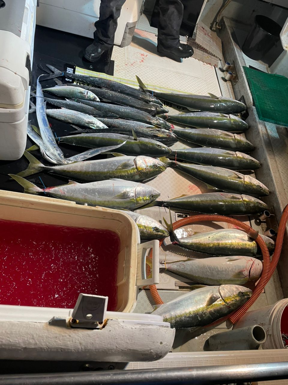 ハラミんさんの釣果 3枚目の画像