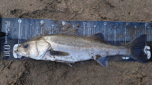 スズキの釣果