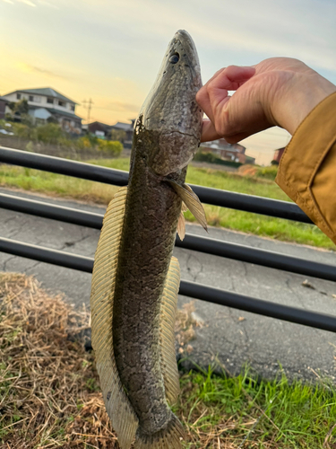 ライギョの釣果