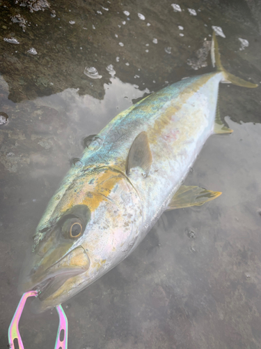 ヒラマサの釣果