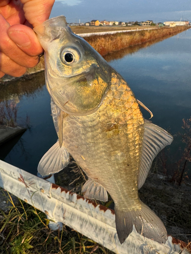 フナの釣果