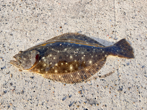 ヒラメの釣果