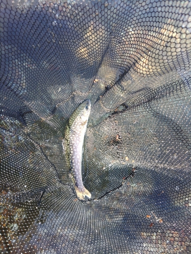 イワナの釣果