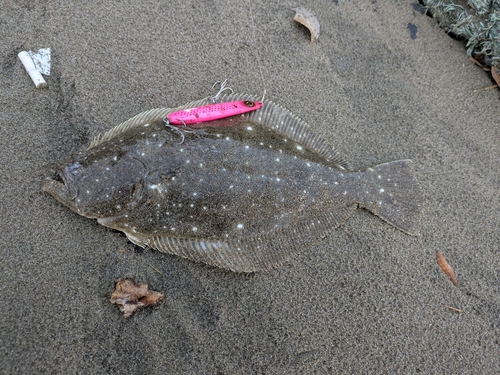 ヒラメの釣果