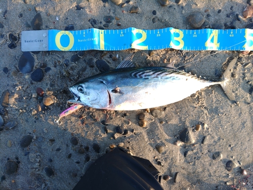 ソウダガツオの釣果