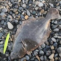 ヒラメの釣果