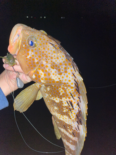 アコウの釣果