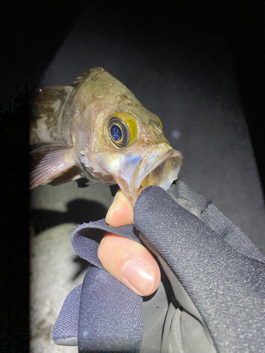 シロメバルの釣果