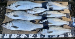 セイゴ(ヒラスズキ)の釣果