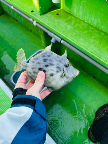 カワハギの釣果