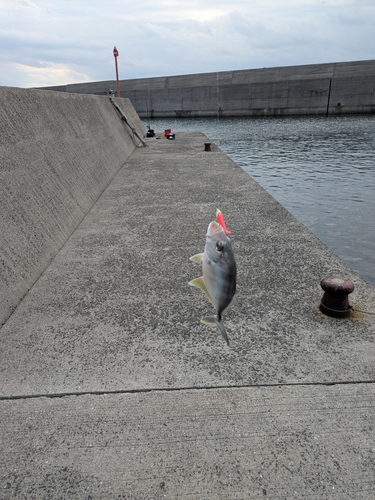 メッキの釣果