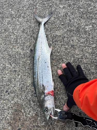 サゴシの釣果