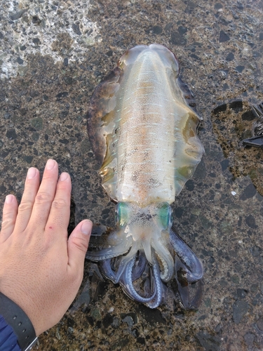 アオリイカの釣果