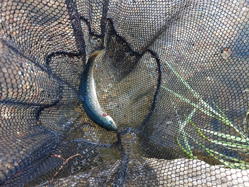 イワナの釣果